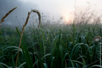 З досвіткових видінь