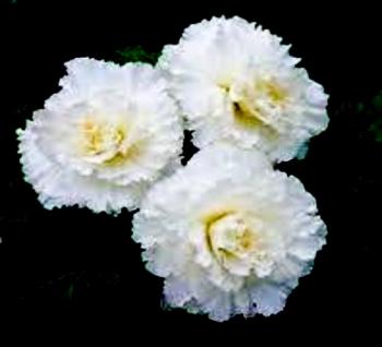 Білі Гвоздики