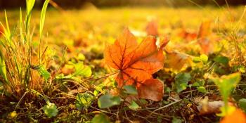 На вилицях осені спраглі краплини знемоги