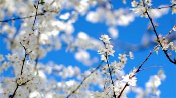 Блакитна Панна