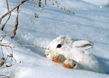 Бідний зайчик