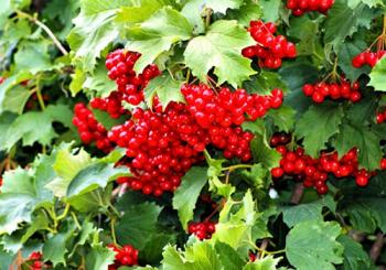 Червона калино,  чого в лузі гнешся?