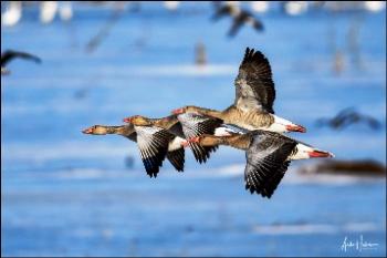 Марійці до дня народження