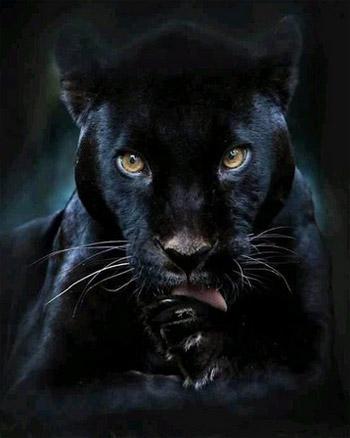 Ліси ловитв! Опійні ночі!…