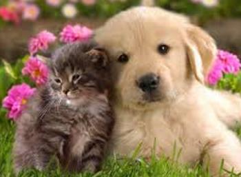 Дитяче Котяче