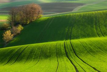 Гей,  поля,  поля зелені...