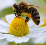 Бджола та Шершень