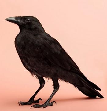 Ворон і Чиж