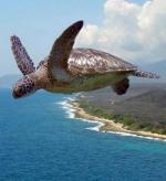 Жайворонки