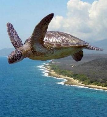 Жайворонки