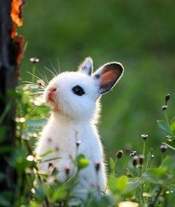 Зайчик в терніні