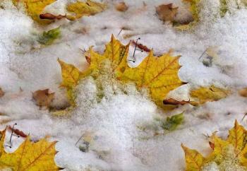 Просто танка