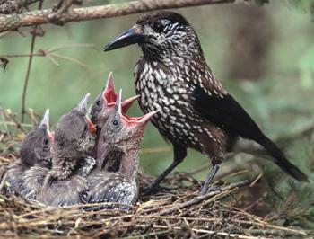 Бачиш: між трав зелених...