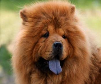 Синій Язичок