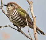 Зозуля та дрізд