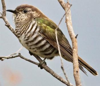 Зозуля та дрізд