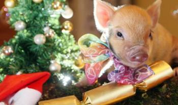 З Новим Роком! З Роком Свинки!