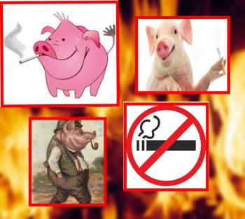 Чи Свині Курять?