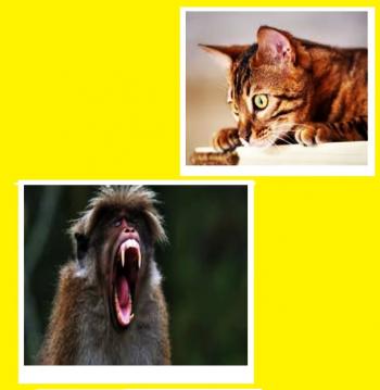 Макака і Киця