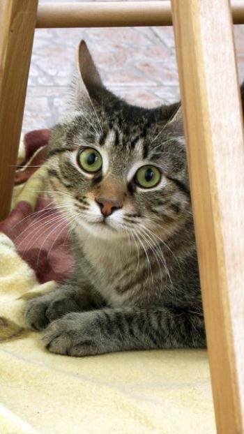 Свою онуку вчила бабця