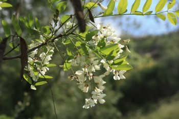 Чари білих акацій