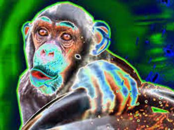 Мавпа за Кермом