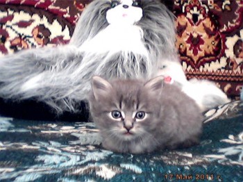 Таке собі диво