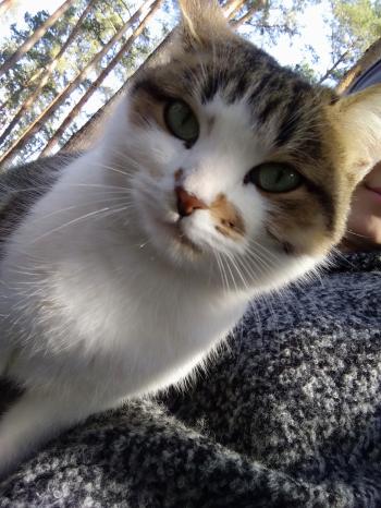 Осінь встеляє під ноги щастя багряне...