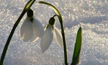 Хочется первый подснежник увидеть