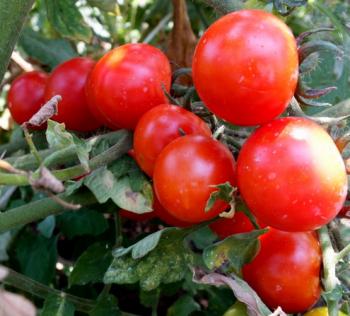 Вже червоніють помідори