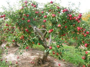 Коли розхитаються крила,  як яблуні