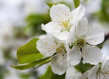 Коли дзвенять черешні...