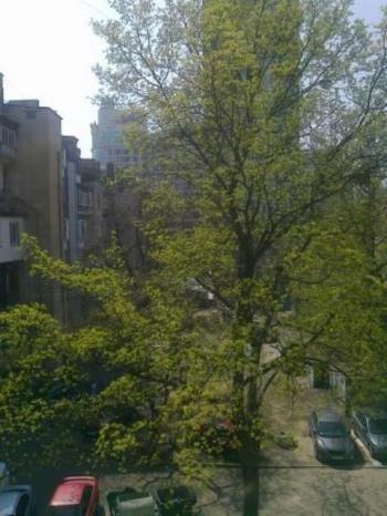 Зелений клен