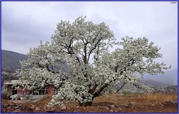 Весняні танка для груші