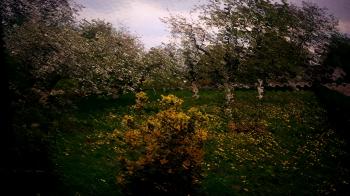 Дідові дерева