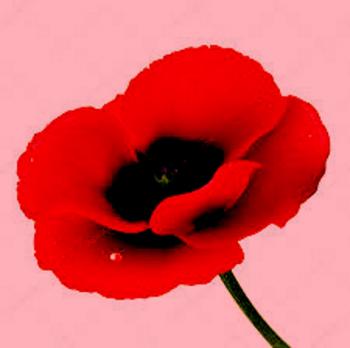 Червоний Мак