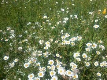 Спішу у літо...