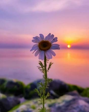 Танка ромашкових обріїв