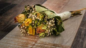 Філософія неквітів