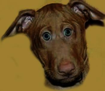 Сіркові Очі