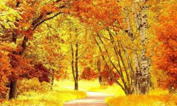 Осінній ліс