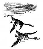 Як варити і їсти суп із дикої качки