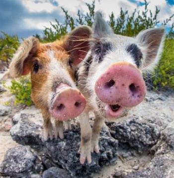 Перший лист