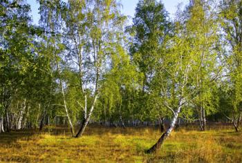 Поміж березами дівча іде