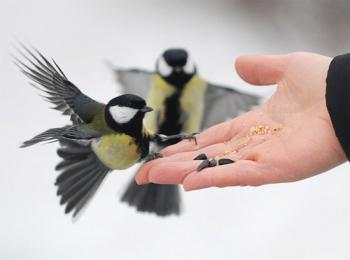 Птахи зимою