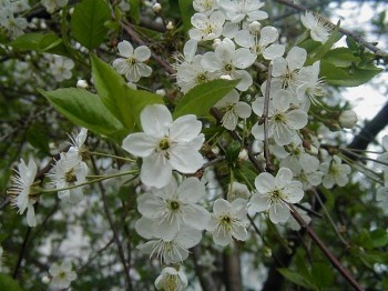 САДОК ВИШНЕВИЙ