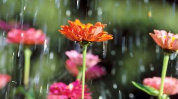 Квітки з сльозами