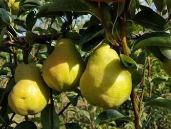 Груші з копанки