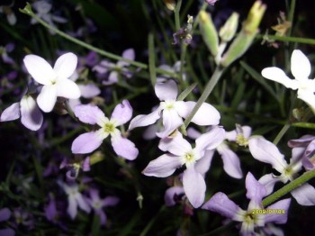 СОННИЙ НОКТЮРН