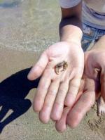 Курортний щоденник